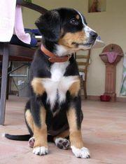 https://images.dog.ceo/breeds/entlebucher/n02108000_1246.jpg