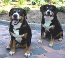 https://images.dog.ceo/breeds/entlebucher/n02108000_1256.jpg