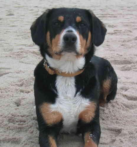 https://images.dog.ceo/breeds/entlebucher/n02108000_1274.jpg