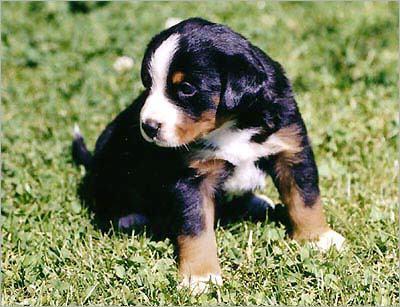 https://images.dog.ceo/breeds/entlebucher/n02108000_1291.jpg