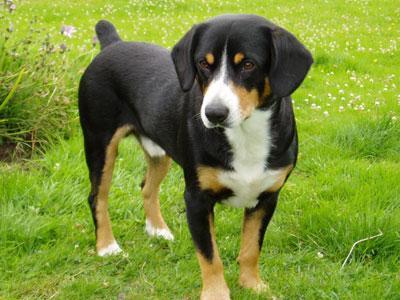 https://images.dog.ceo/breeds/entlebucher/n02108000_1324.jpg