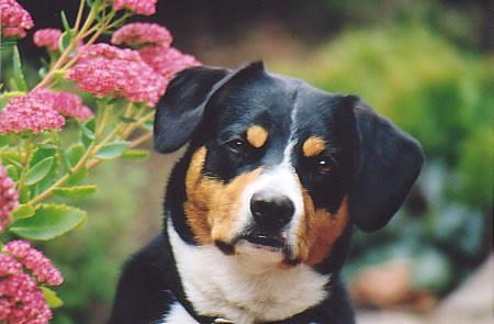 https://images.dog.ceo/breeds/entlebucher/n02108000_1339.jpg