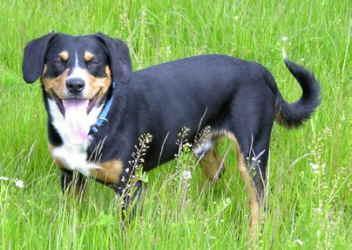 https://images.dog.ceo/breeds/entlebucher/n02108000_1343.jpg