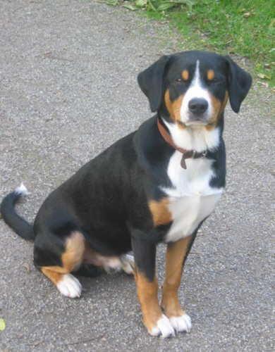 https://images.dog.ceo/breeds/entlebucher/n02108000_1462.jpg