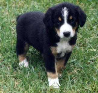 https://images.dog.ceo/breeds/entlebucher/n02108000_1468.jpg