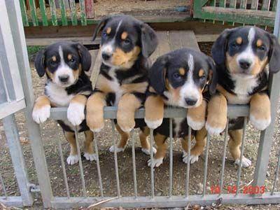 https://images.dog.ceo/breeds/entlebucher/n02108000_148.jpg