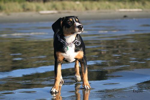 https://images.dog.ceo/breeds/entlebucher/n02108000_1482.jpg