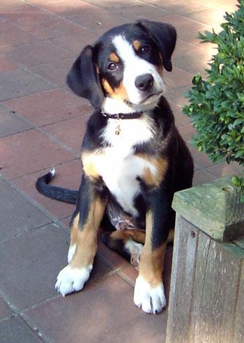 https://images.dog.ceo/breeds/entlebucher/n02108000_1512.jpg