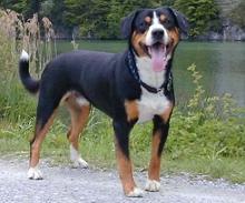 https://images.dog.ceo/breeds/entlebucher/n02108000_1516.jpg