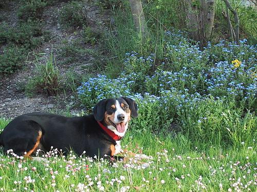 https://images.dog.ceo/breeds/entlebucher/n02108000_1538.jpg