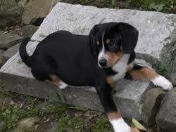 https://images.dog.ceo/breeds/entlebucher/n02108000_1547.jpg