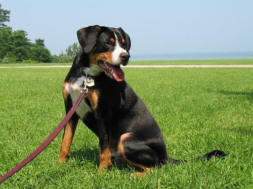 https://images.dog.ceo/breeds/entlebucher/n02108000_157.jpg