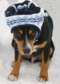 https://images.dog.ceo/breeds/entlebucher/n02108000_1574.jpg