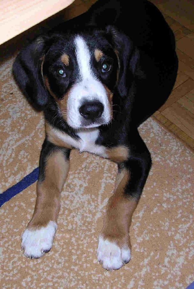 https://images.dog.ceo/breeds/entlebucher/n02108000_1576.jpg