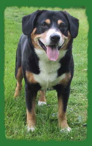 https://images.dog.ceo/breeds/entlebucher/n02108000_1625.jpg
