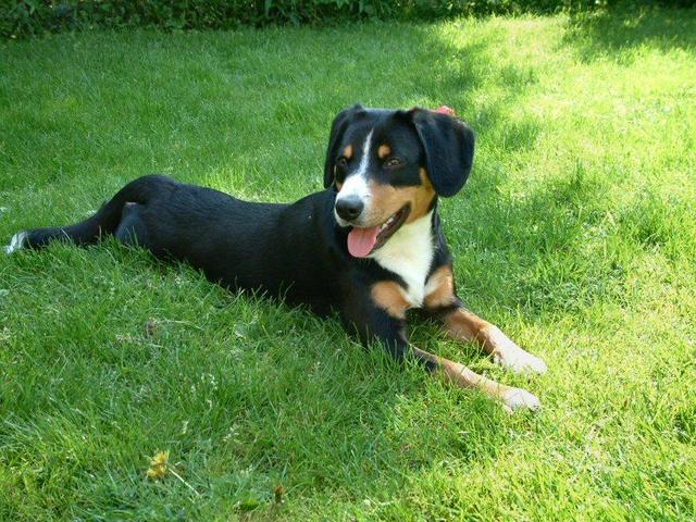 https://images.dog.ceo/breeds/entlebucher/n02108000_1671.jpg