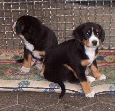 https://images.dog.ceo/breeds/entlebucher/n02108000_1690.jpg