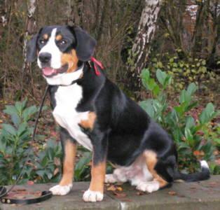 https://images.dog.ceo/breeds/entlebucher/n02108000_171.jpg