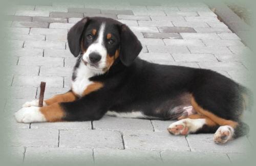 https://images.dog.ceo/breeds/entlebucher/n02108000_1714.jpg