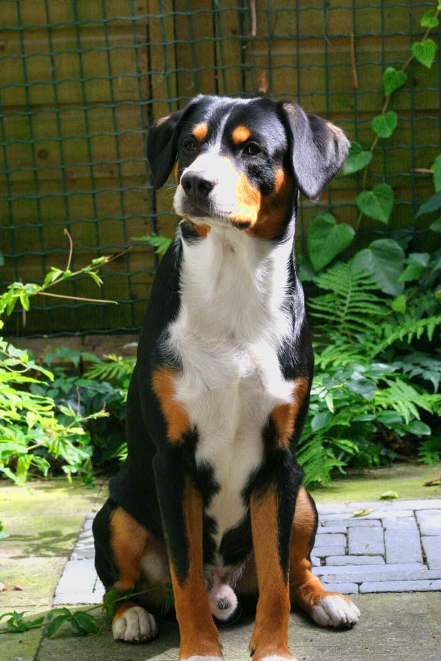 https://images.dog.ceo/breeds/entlebucher/n02108000_1750.jpg