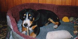 https://images.dog.ceo/breeds/entlebucher/n02108000_1757.jpg