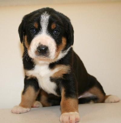 https://images.dog.ceo/breeds/entlebucher/n02108000_1798.jpg