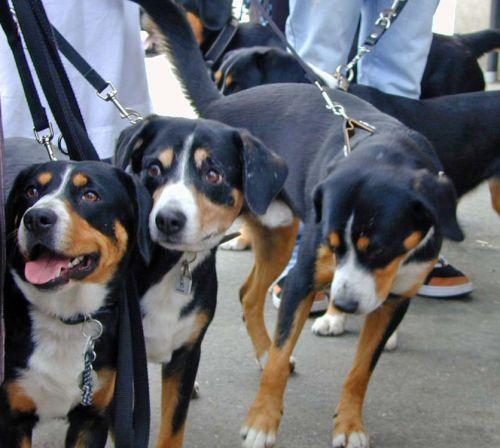 https://images.dog.ceo/breeds/entlebucher/n02108000_1832.jpg