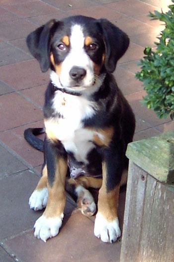 https://images.dog.ceo/breeds/entlebucher/n02108000_187.jpg