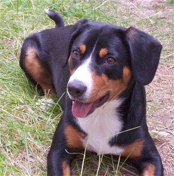 https://images.dog.ceo/breeds/entlebucher/n02108000_1874.jpg