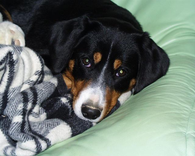 https://images.dog.ceo/breeds/entlebucher/n02108000_1885.jpg