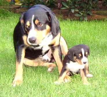 https://images.dog.ceo/breeds/entlebucher/n02108000_1891.jpg