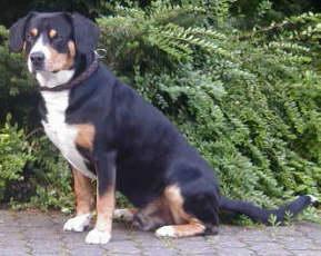 https://images.dog.ceo/breeds/entlebucher/n02108000_1901.jpg