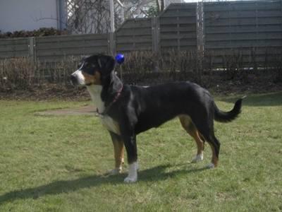 https://images.dog.ceo/breeds/entlebucher/n02108000_1904.jpg