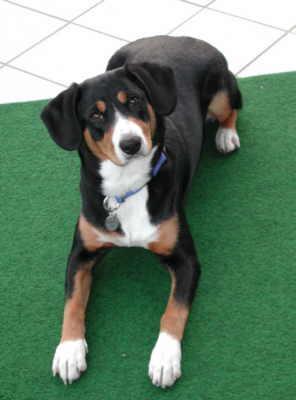 https://images.dog.ceo/breeds/entlebucher/n02108000_191.jpg