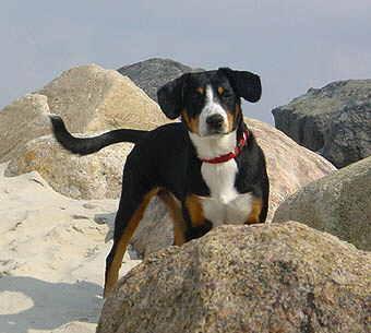 https://images.dog.ceo/breeds/entlebucher/n02108000_1921.jpg