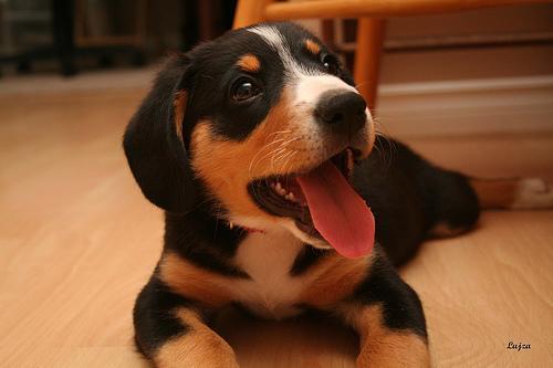 https://images.dog.ceo/breeds/entlebucher/n02108000_1948.jpg