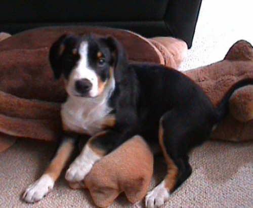 https://images.dog.ceo/breeds/entlebucher/n02108000_1995.jpg