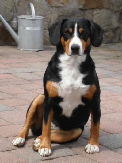 https://images.dog.ceo/breeds/entlebucher/n02108000_202.jpg