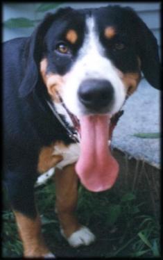 https://images.dog.ceo/breeds/entlebucher/n02108000_204.jpg