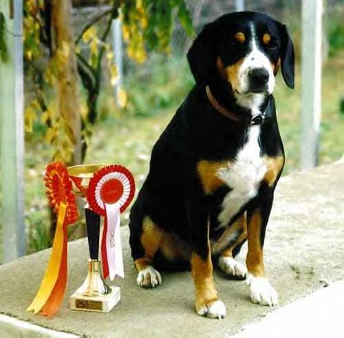 https://images.dog.ceo/breeds/entlebucher/n02108000_2064.jpg