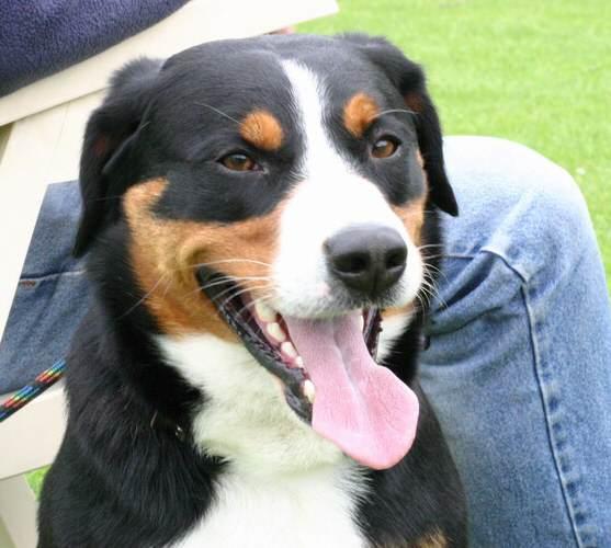 https://images.dog.ceo/breeds/entlebucher/n02108000_2065.jpg