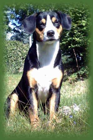 https://images.dog.ceo/breeds/entlebucher/n02108000_2110.jpg