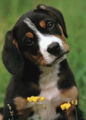 https://images.dog.ceo/breeds/entlebucher/n02108000_2163.jpg