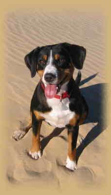 https://images.dog.ceo/breeds/entlebucher/n02108000_2166.jpg