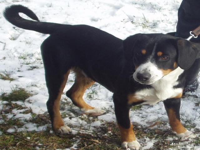 https://images.dog.ceo/breeds/entlebucher/n02108000_2172.jpg