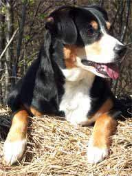 https://images.dog.ceo/breeds/entlebucher/n02108000_2185.jpg