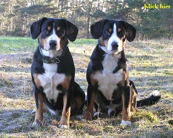 https://images.dog.ceo/breeds/entlebucher/n02108000_2248.jpg