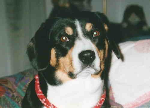 https://images.dog.ceo/breeds/entlebucher/n02108000_2264.jpg