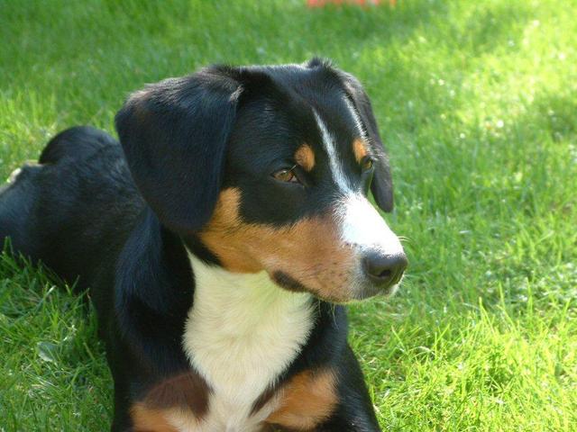 https://images.dog.ceo/breeds/entlebucher/n02108000_2303.jpg