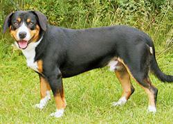 https://images.dog.ceo/breeds/entlebucher/n02108000_2357.jpg